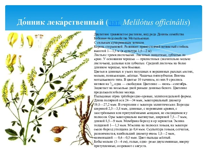 До́нник лека́рственный (лат. Melilótus officinális) Двулетнее травянистое растение, вид рода