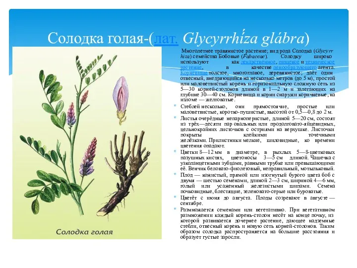 Солодка голая-(лат. Glycyrrhí́za glábra) Многолетнее травянистое растение; вид рода Солодка