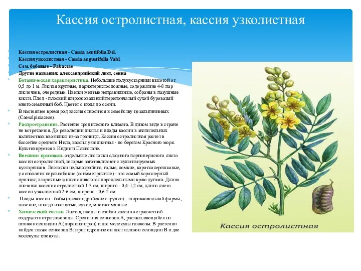 Кассия остролистная - Cassia acutifolia Del. Кассия узколистная - Cassia