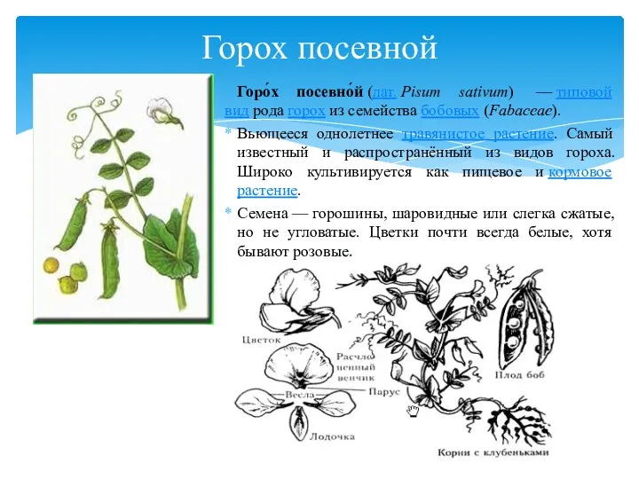 Горох посевной Горо́х посевно́й (лат. Pisum sativum) — типовой вид