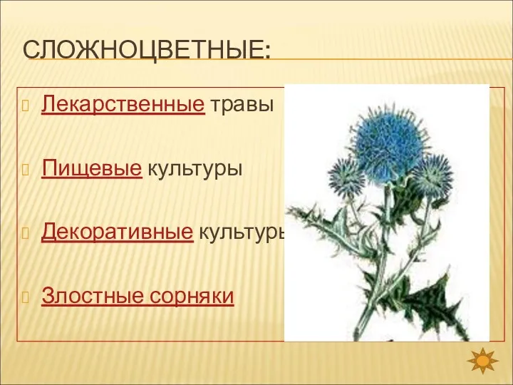 СЛОЖНОЦВЕТНЫЕ: Лекарственные травы Пищевые культуры Декоративные культуры Злостные сорняки