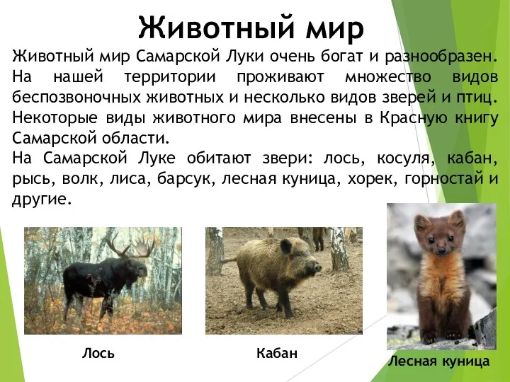 Животный мир Животный мир Самарской Луки очень богат и разнообразен.