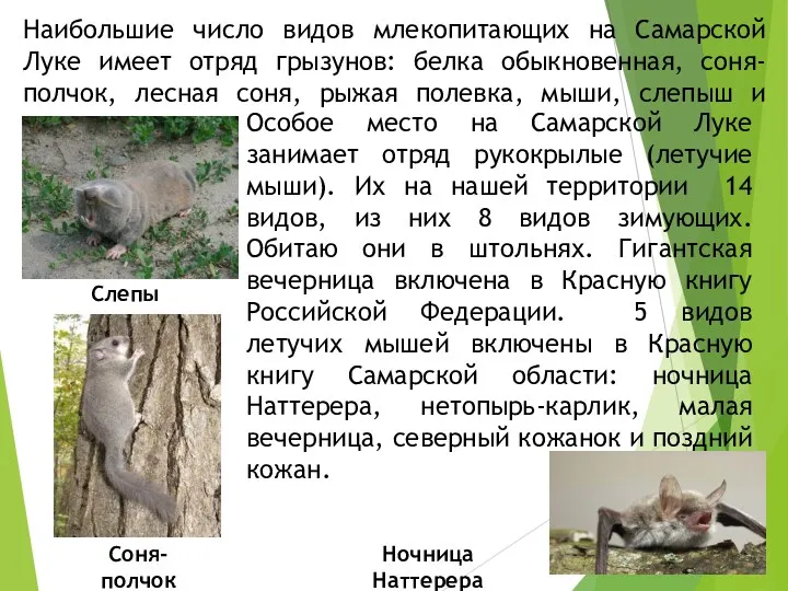 Наибольшие число видов млекопитающих на Самарской Луке имеет отряд грызунов: