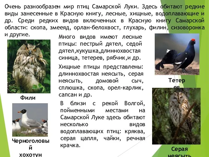 Очень разнообразен мир птиц Самарской Луки. Здесь обитают редкие виды