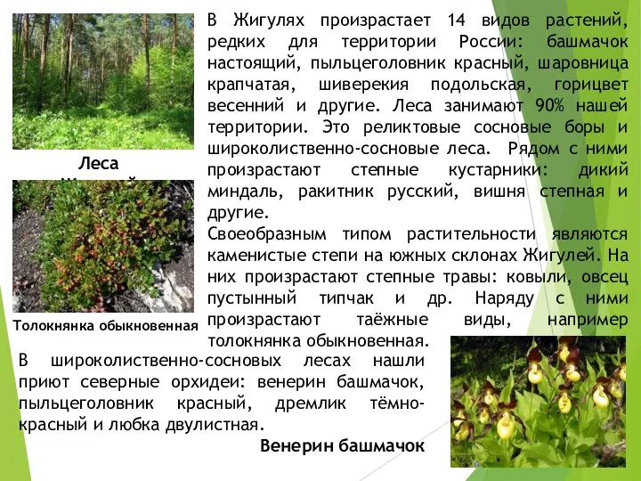 В Жигулях произрастает 14 видов растений, редких для территории России: