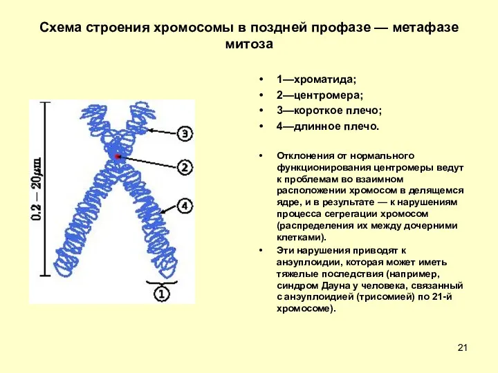 Схема строения хромосомы в поздней профазе — метафазе митоза 1—хроматида;