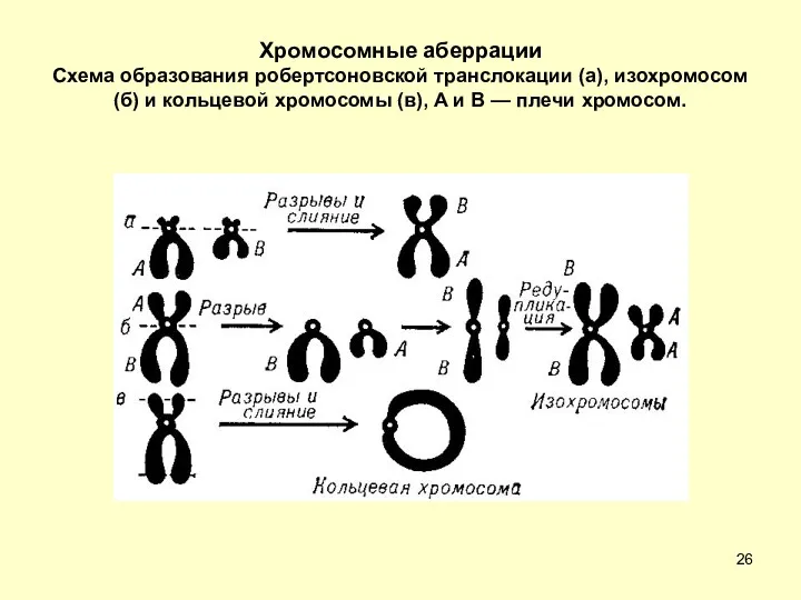 Хромосомные аберрации Схема образования робертсоновской транслокации (а), изохромосом (б) и