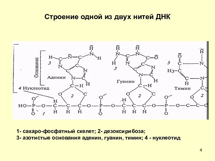 Строение одной из двух нитей ДНК 1- сахаро-фосфатный скелет; 2-