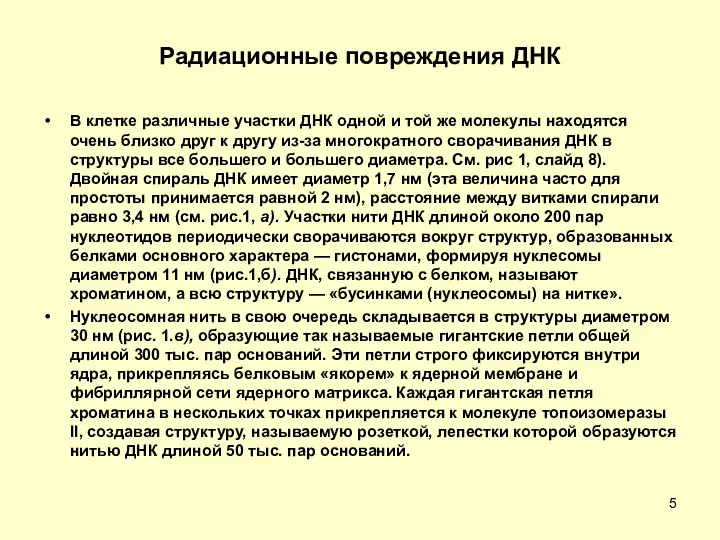 Радиационные повреждения ДНК В клетке различные участки ДНК одной и