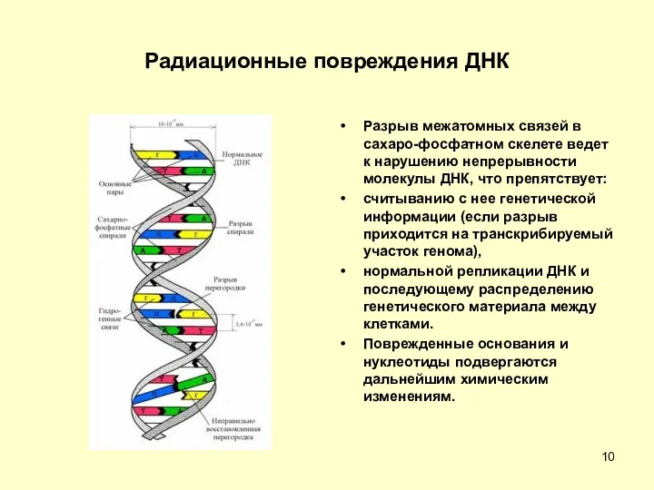 Радиационные повреждения ДНК Разрыв межатомных связей в сахаро-фосфатном скелете ведет