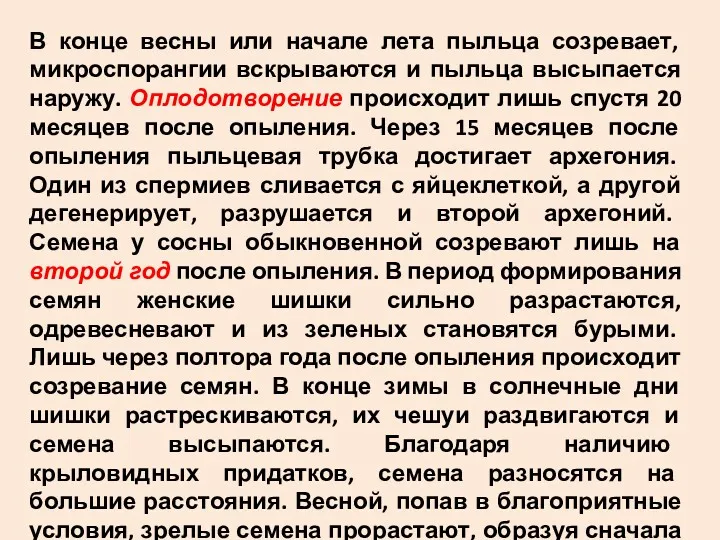 В конце весны или начале лета пыльца созревает, микроспорангии вскрываются