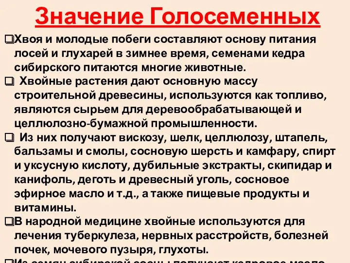 Хвоя и молодые побеги составляют основу питания лосей и глухарей