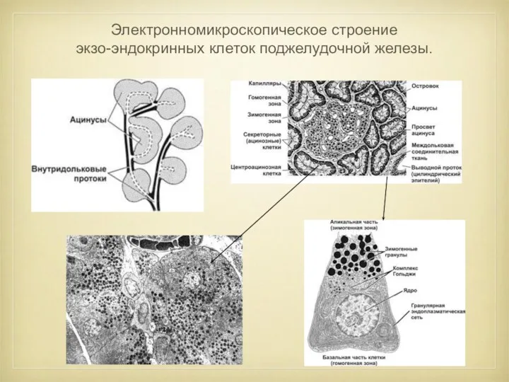 Электронномикроскопическое строение экзо-эндокринных клеток поджелудочной железы.