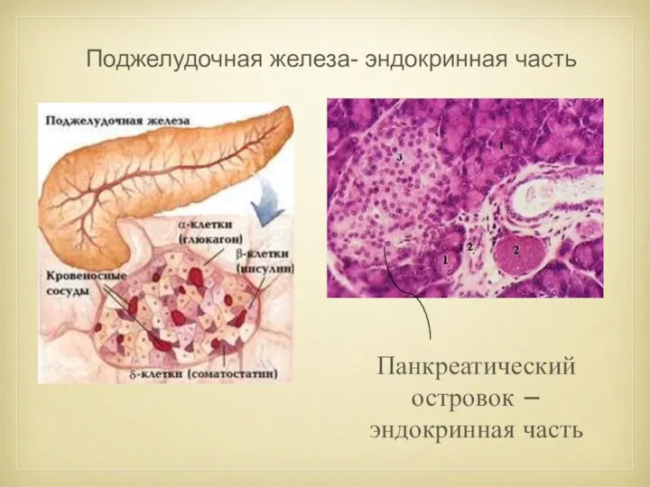 Поджелудочная железа- эндокринная часть Панкреатический островок – эндокринная часть
