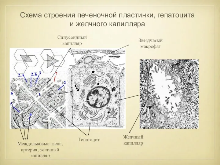 Схема строения печеночной пластинки, гепатоцита и желчного капилляра Желчный капилляр Синусоидный капилляр Звездчатый