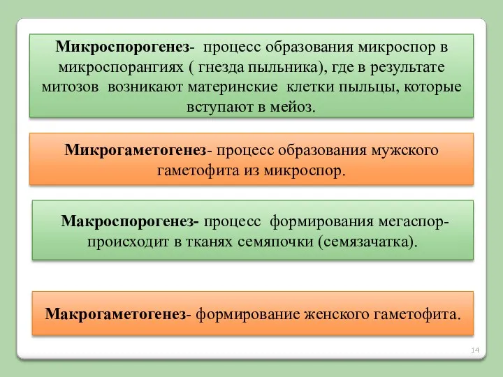 Микроспорогенез- процесс образования микроспор в микроспорангиях ( гнезда пыльника), где