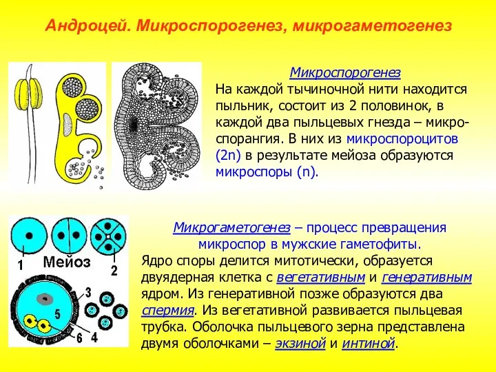 Микрогаметогенез – процесс превращения микроспор в мужские гаметофиты. Ядро споры