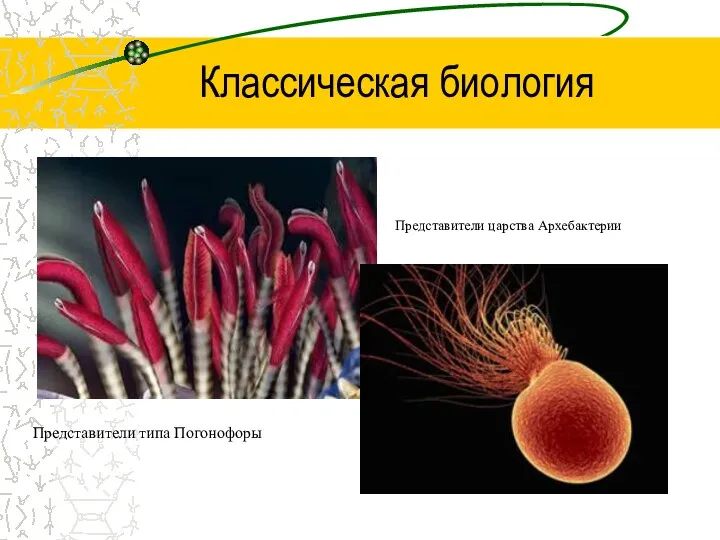 Классическая биология Пред­ста­ви­те­ли типа По­го­но­фо­ры Пред­ста­ви­те­ли цар­ства Ар­хе­бак­те­рии