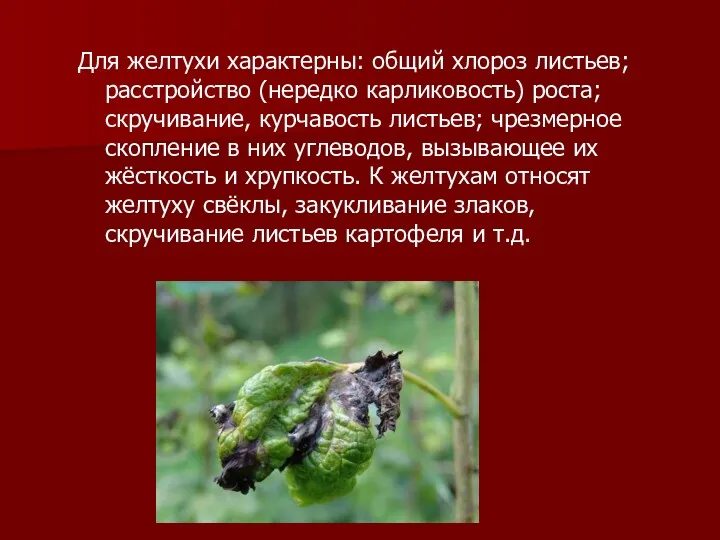 Для желтухи характерны: общий хлороз листьев; расстройство (нередко карликовость) роста; скручивание, курчавость листьев;
