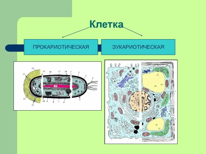 Клетка ПРОКАРИОТИЧЕСКАЯ ЭУКАРИОТИЧЕСКАЯ