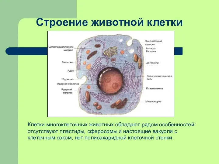 Строение животной клетки Клетки многоклеточных животных обладают рядом особенностей: отсутствуют