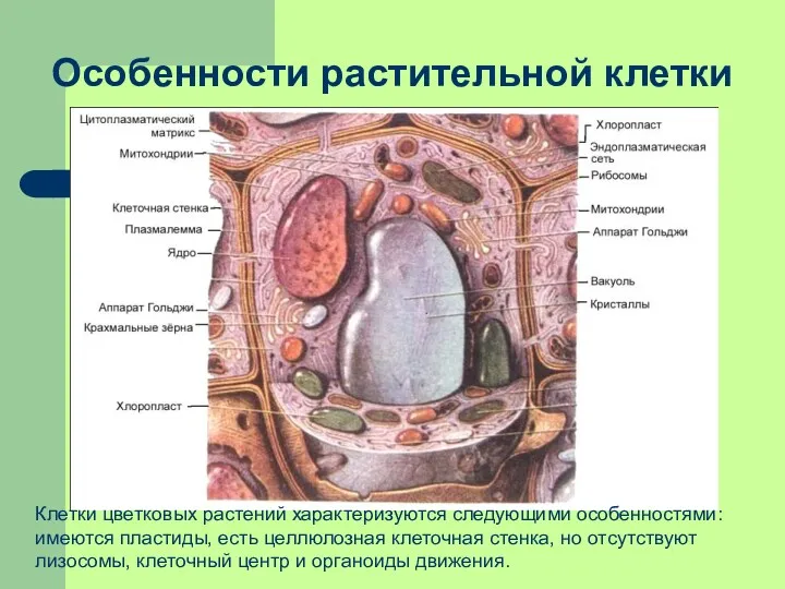 Особенности растительной клетки Клетки цветковых растений характеризуются следующими особенностями: имеются