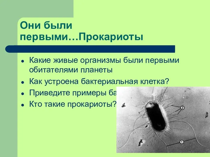 Они были первыми…Прокариоты Какие живые организмы были первыми обитателями планеты