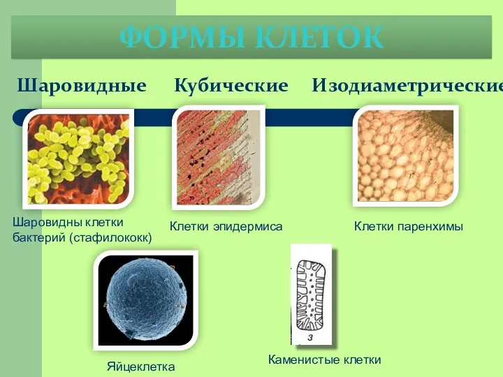 ФОРМЫ КЛЕТОК Шаровидные Кубические Изодиаметрические Шаровидны клетки бактерий (стафилококк) Яйцеклетка Клетки эпидермиса Клетки паренхимы Каменистые клетки