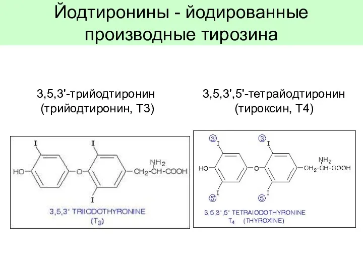 Йодтиронины - йодированные производные тирозина 3,5,3'-трийодтиронин (трийодтиронин, Т3) 3,5,3',5'-тетрайодтиронин (тироксин, Т4)