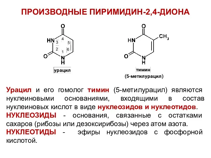ПРОИЗВОДНЫЕ ПИРИМИДИН-2,4-ДИОНА Урацил и его гомолог тимин (5-метилурацил) являются нуклеиновыми основаниями, входящими в
