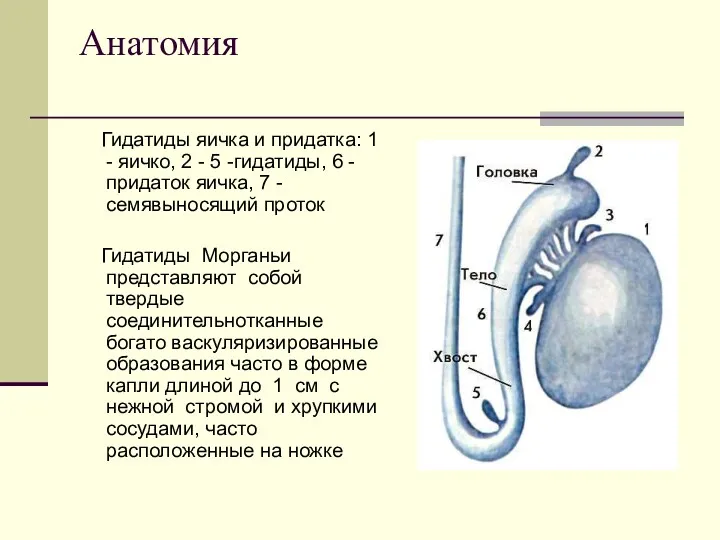 Анатомия Гидатиды яичка и придатка: 1 - яичко, 2 -