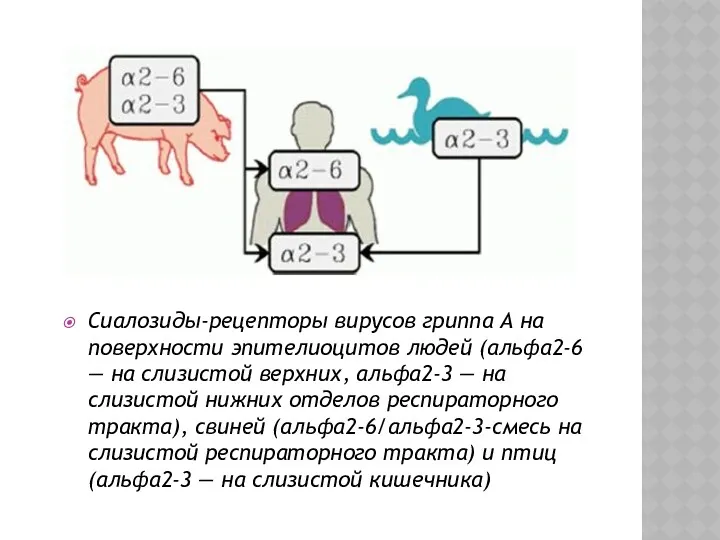Сиалозиды-рецепторы вирусов гриппа А на поверхности эпителиоцитов людей (альфа2-6 —