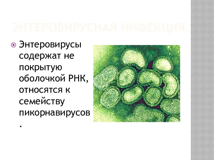 ЭНТЕРОВИРУСНАЯ ИНФЕКЦИЯ. Энтеровирусы содержат не покрытую оболочкой РНК, относятся к семейству пикорнавирусов.