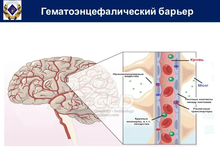 Гематоэнцефалический барьер