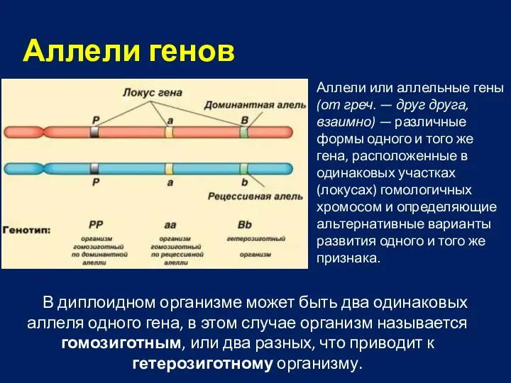 В диплоидном организме может быть два одинаковых аллеля одного гена,