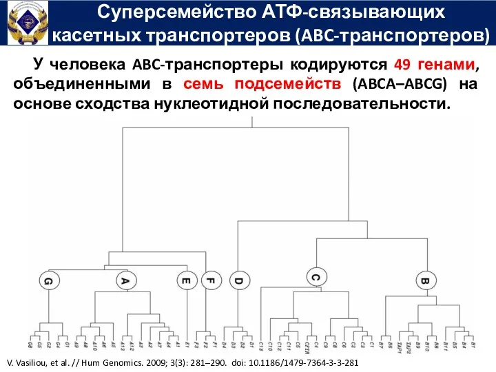 Суперсемейство АТФ-связывающих касетных транспортеров (ABC-транспортеров) У человека ABC-транспортеры кодируются 49
