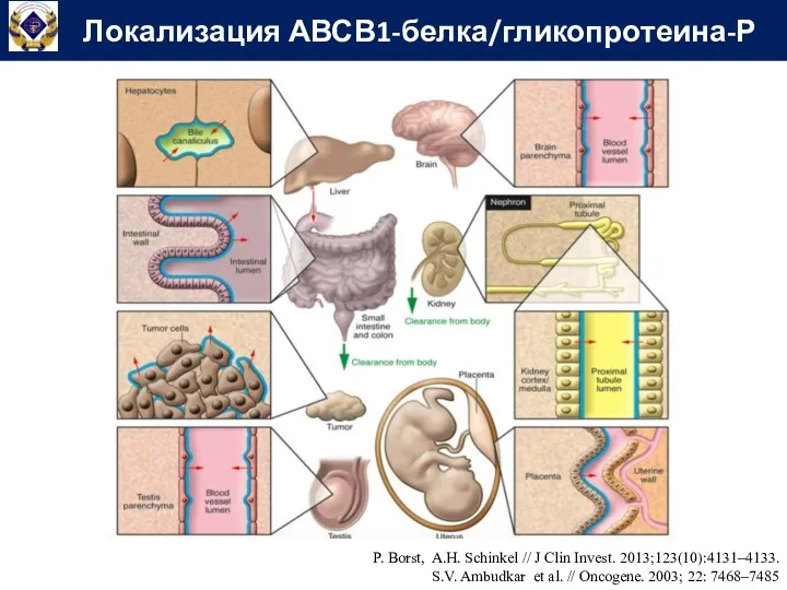 Локализация АВСВ1-белка/гликопротеина-Р P. Borst, A.H. Schinkel // J Clin Invest.