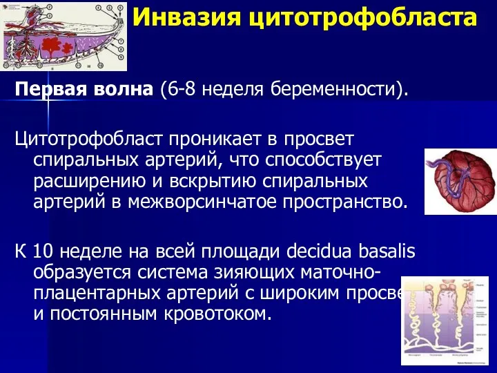 Инвазия цитотрофобласта Первая волна (6-8 неделя беременности). Цитотрофобласт проникает в