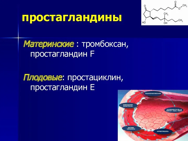 простагландины Материнские : тромбоксан, простагландин F Плодовые: простациклин, простагландин Е