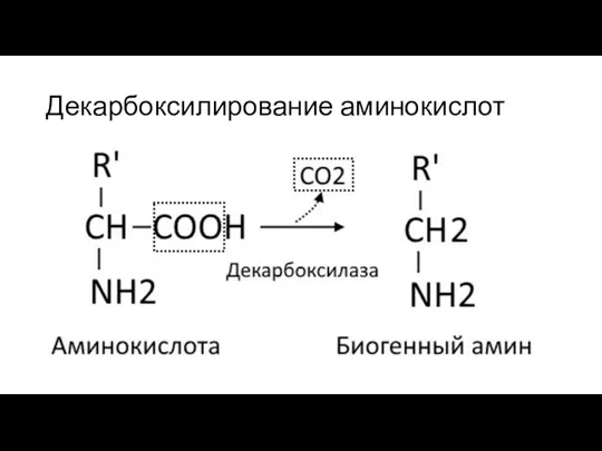 Декарбоксилирование аминокислот