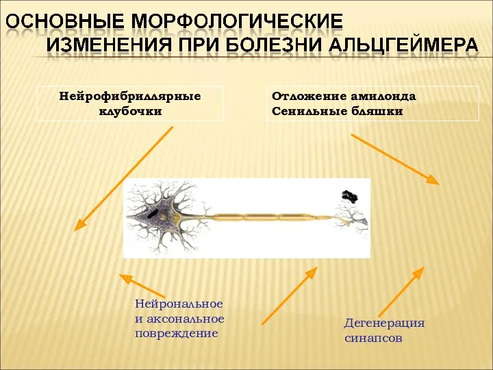 Нейрофибриллярные клубочки Нейрональное и аксональное повреждение Дегенерация синапсов Отложение амилоида Сенильные бляшки