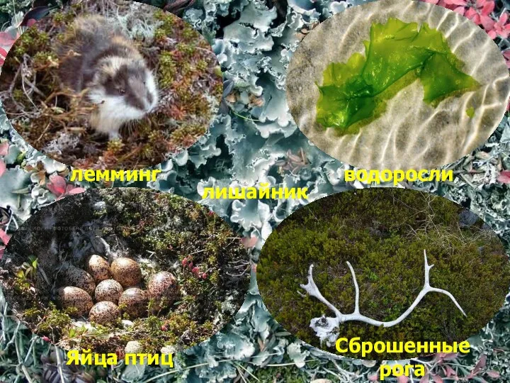 лемминг водоросли Яйца птиц Сброшенные рога лишайник