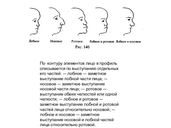По контуру элементов лицо в профиль описывается по выступанию отдельных