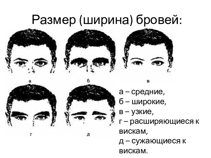 Размер (ширина) бровей: а – средние, б – широкие, в