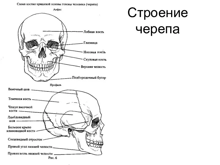 Строение черепа