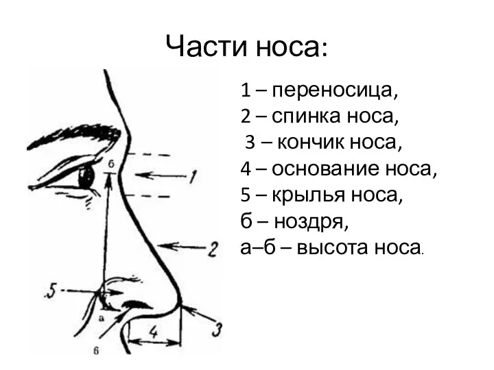 Части носа: 1 – переносица, 2 – спинка носа, 3