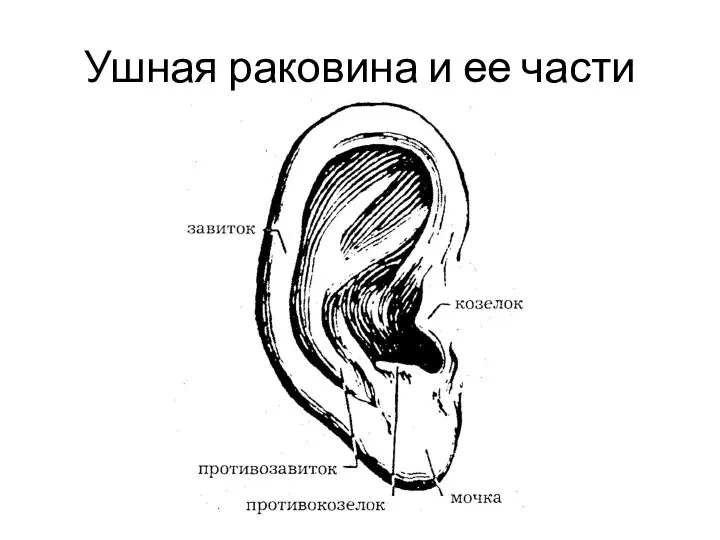 Ушная раковина и ее части