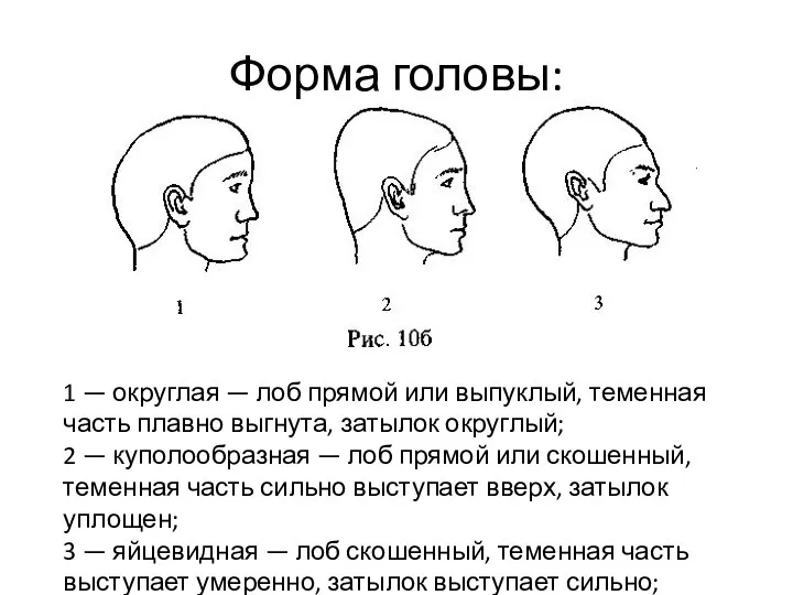 Форма головы: 1 — округлая — лоб прямой или выпуклый,