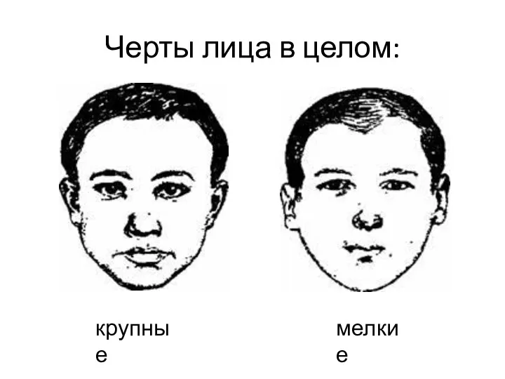 Черты лица в целом: мелкие крупные