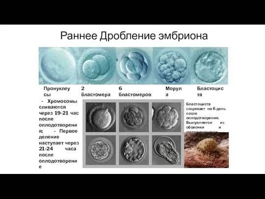 Раннее Дробление эмбриона - Хромосомы сливаются через 19-21 час после оплодотворения; - Первое